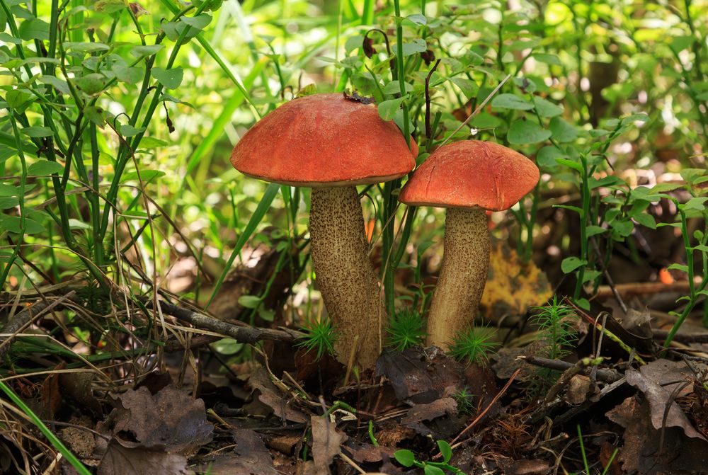 Photograph by Борис Новиков