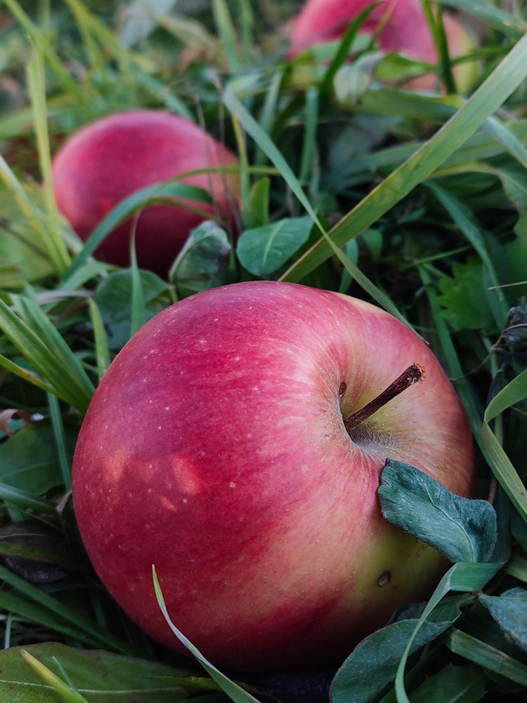 Фотография автора Наталья Низовцева