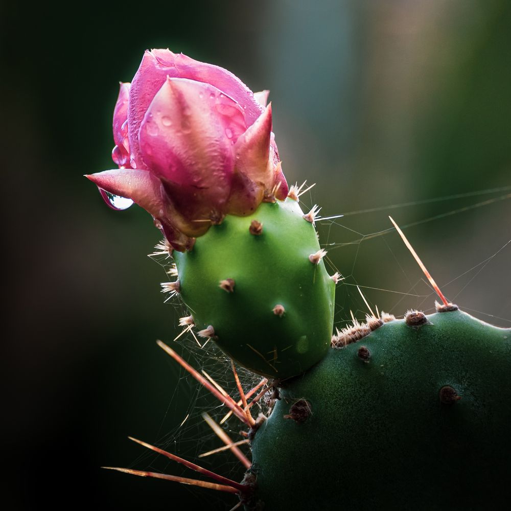 Photograph by Анна Стрелковская