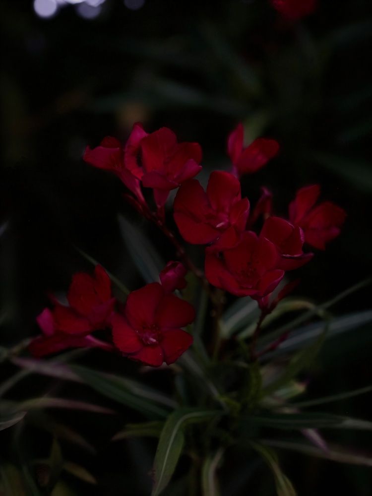 Фотография автора Militha Wut