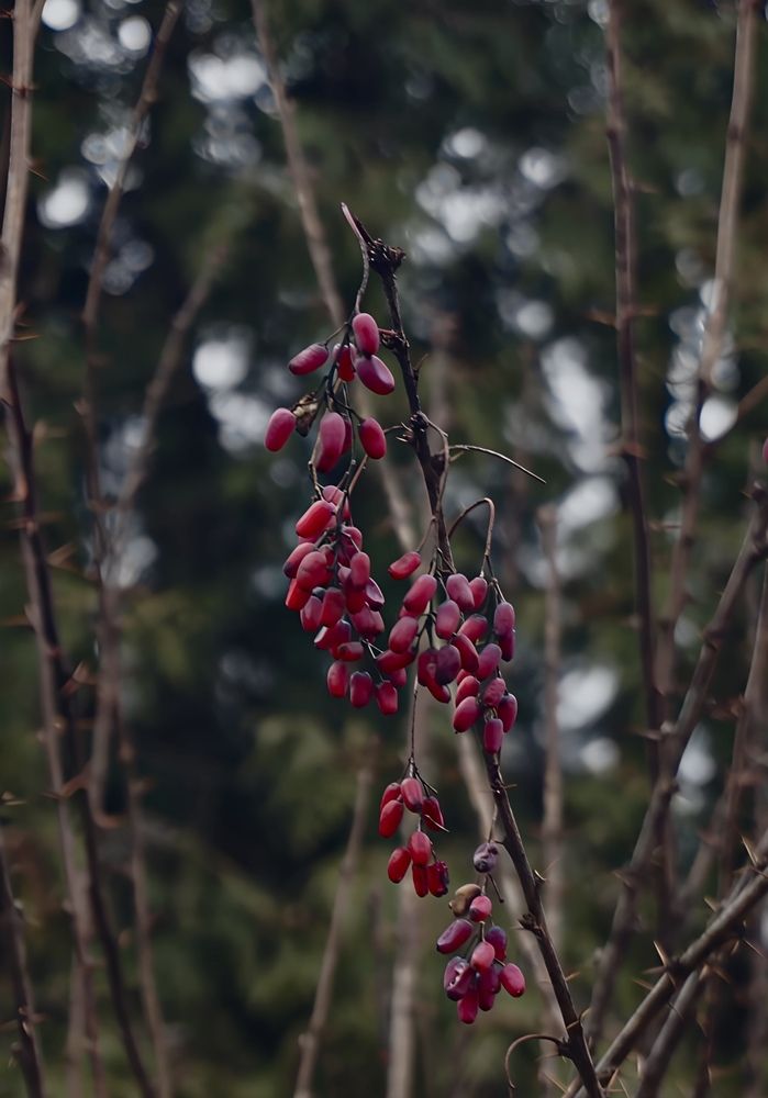 Фотография автора Militha Wut