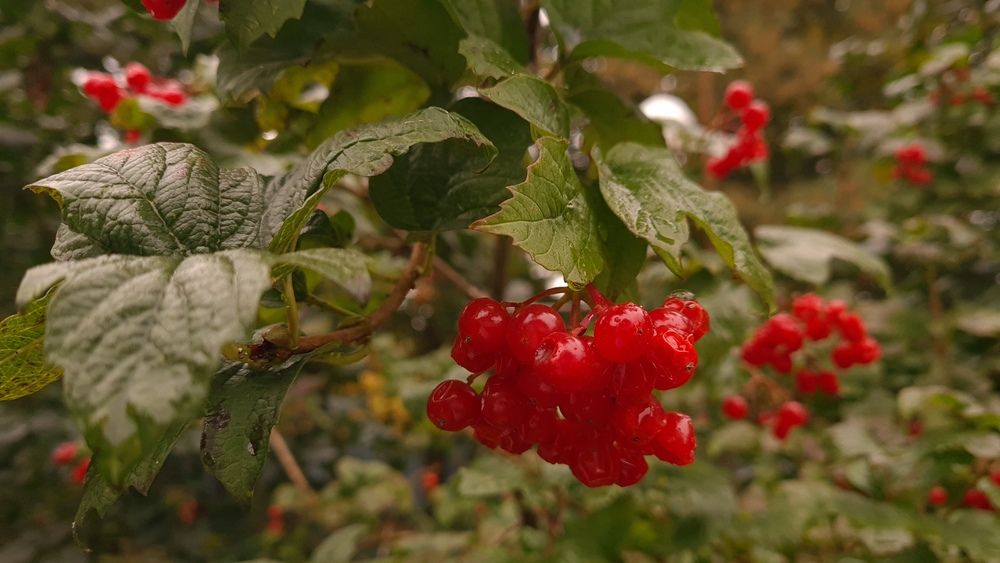 Photograph by Анастасия Маклакова