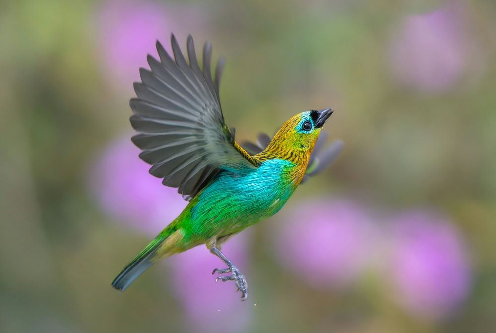 O voou do anjo colorido