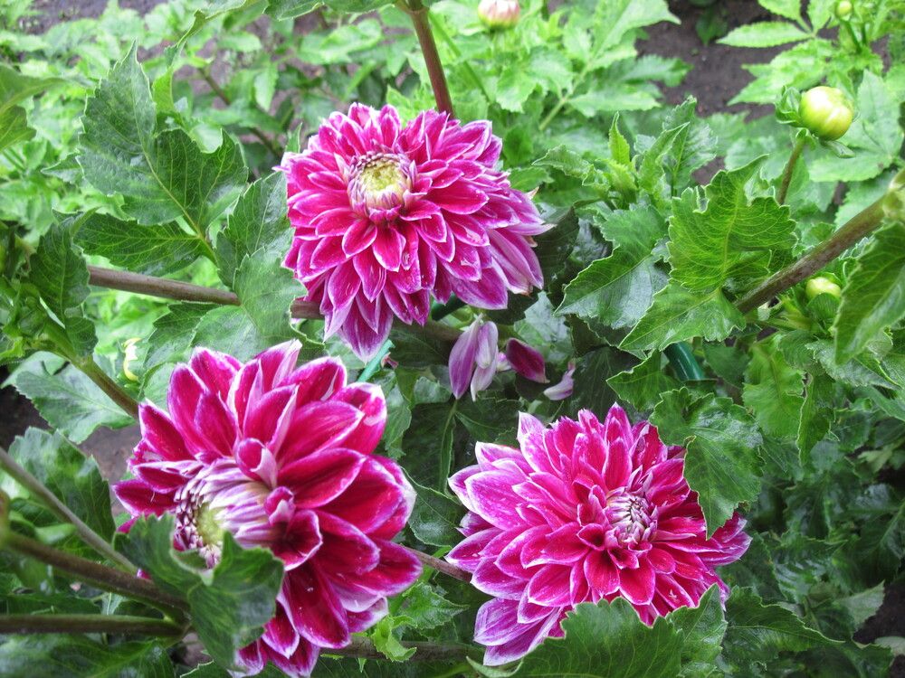 Фотография автора Георгий Самусевич