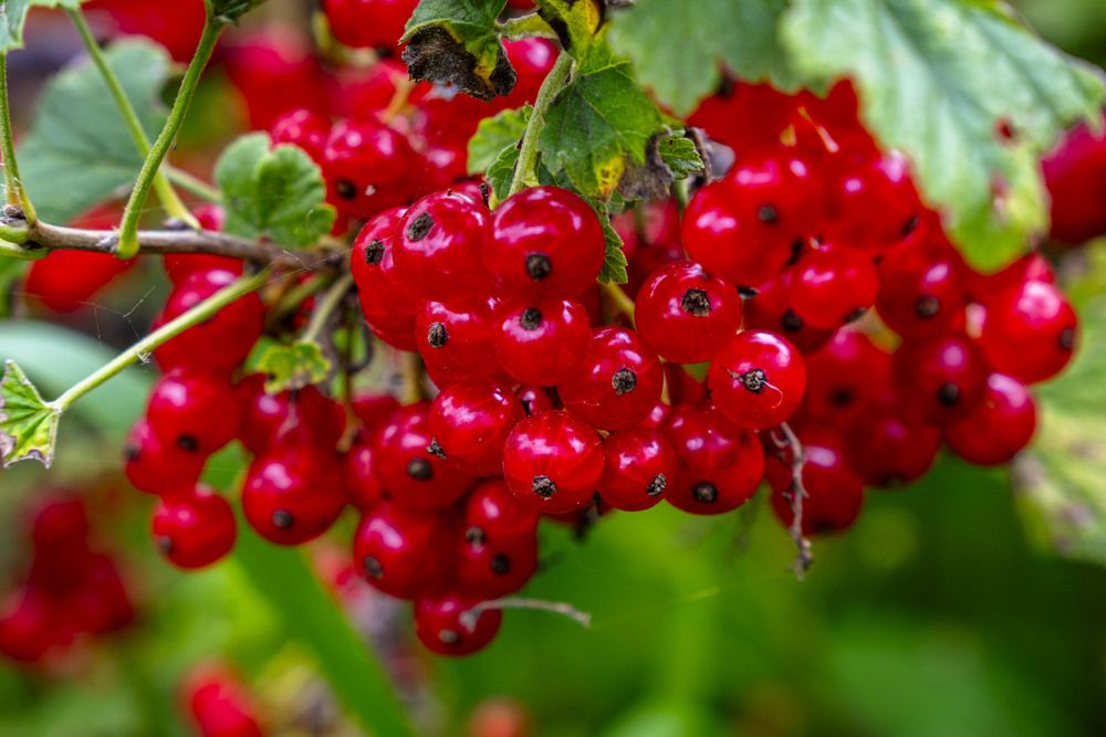 Photograph by Евгений-Кристина Тимошкины