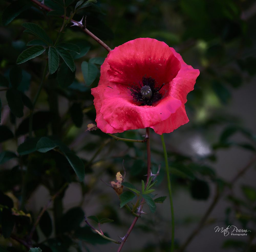 Photograph by Puum Mati