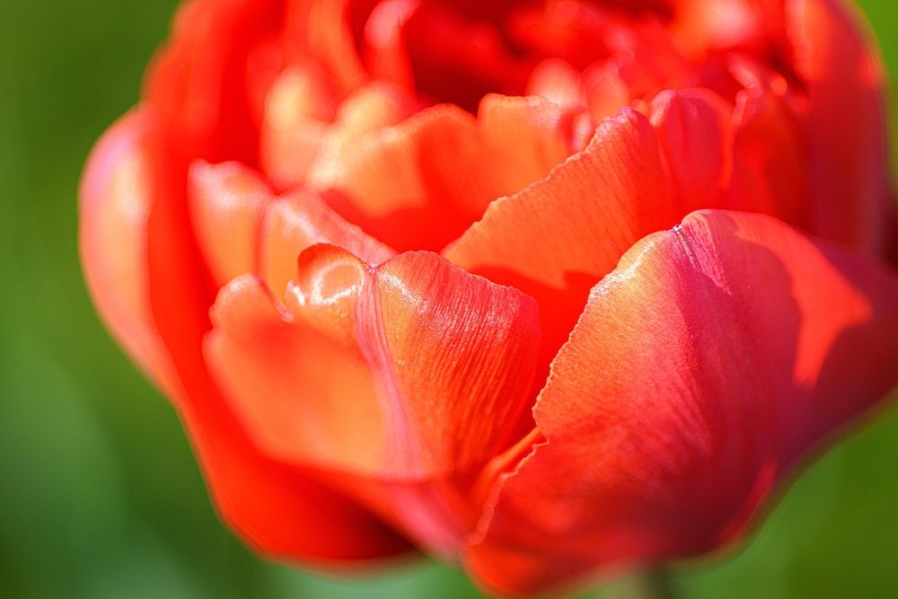 Photograph by Елена Берсенёва