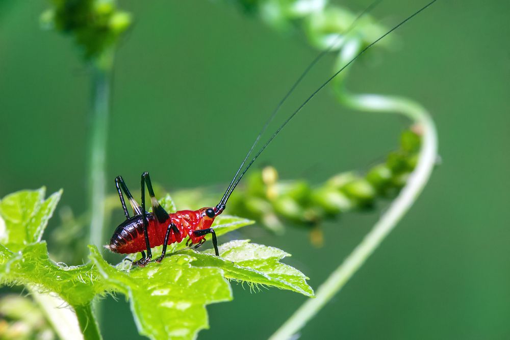 Фотография автора NeCoTi ChonTin