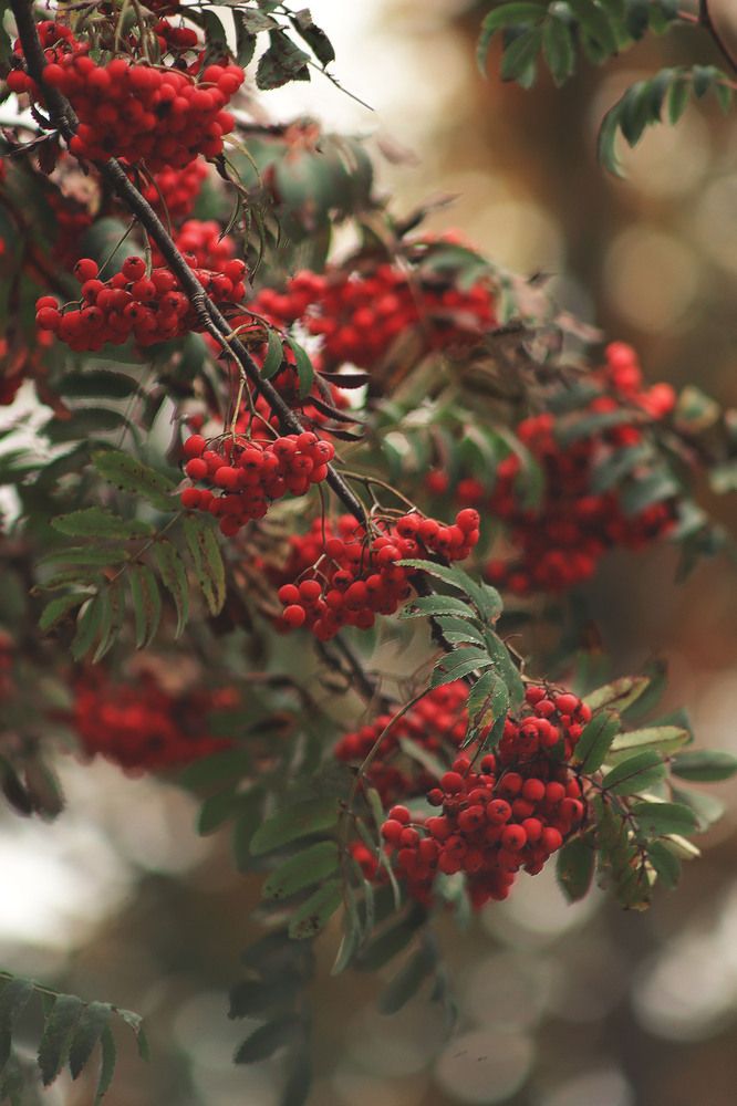 Photograph by Елена Гостева