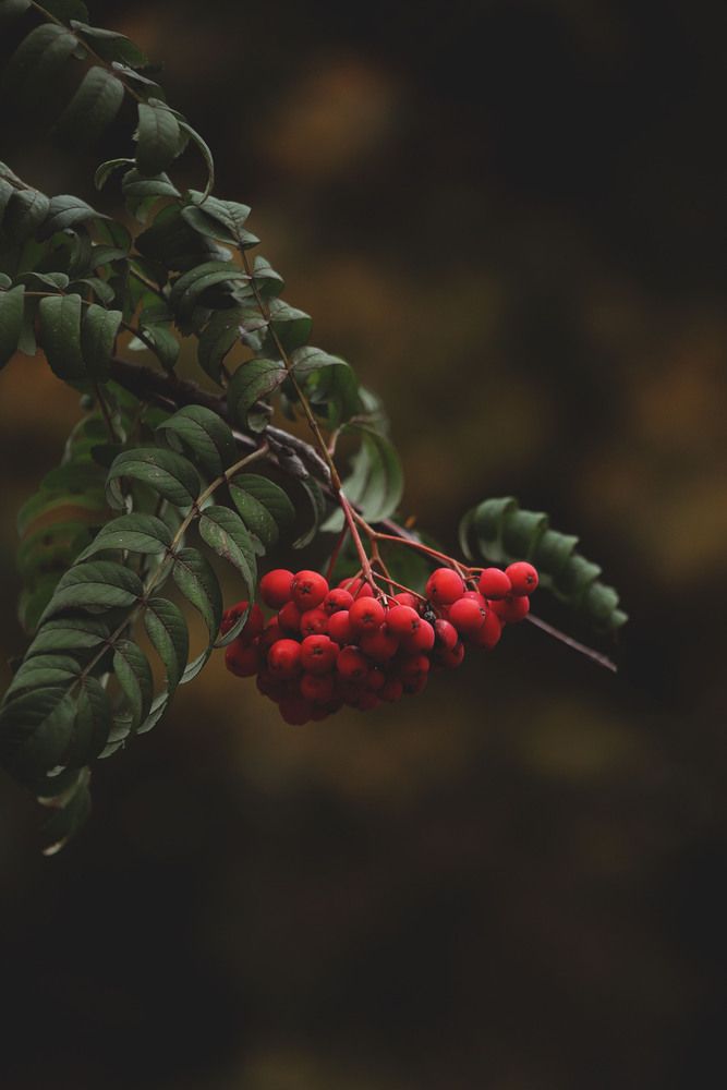 Photograph by Елена Гостева