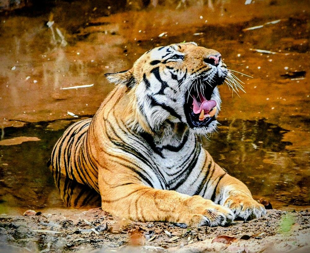 Photograph by Nirup Datta