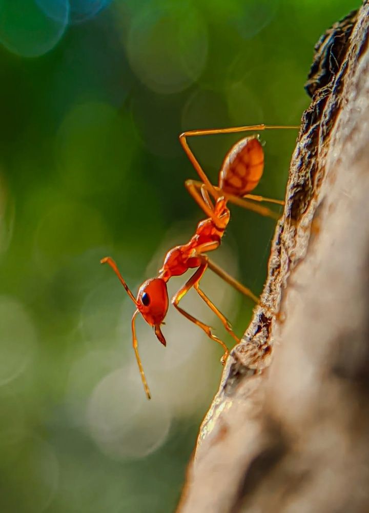 Photograph by Ameen Ahmed L