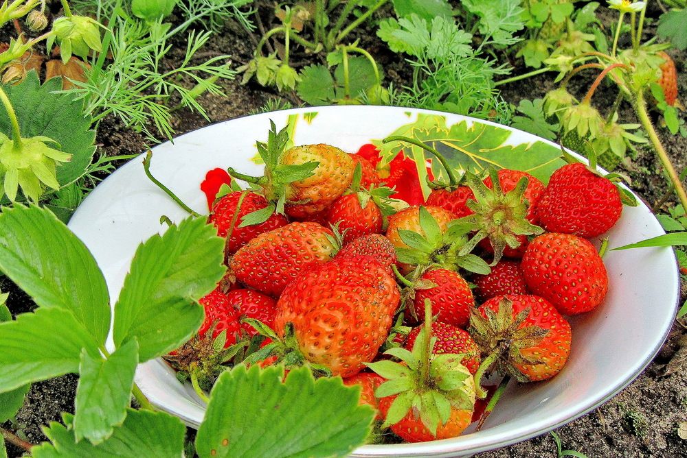 Photograph by Виталий Симоненков