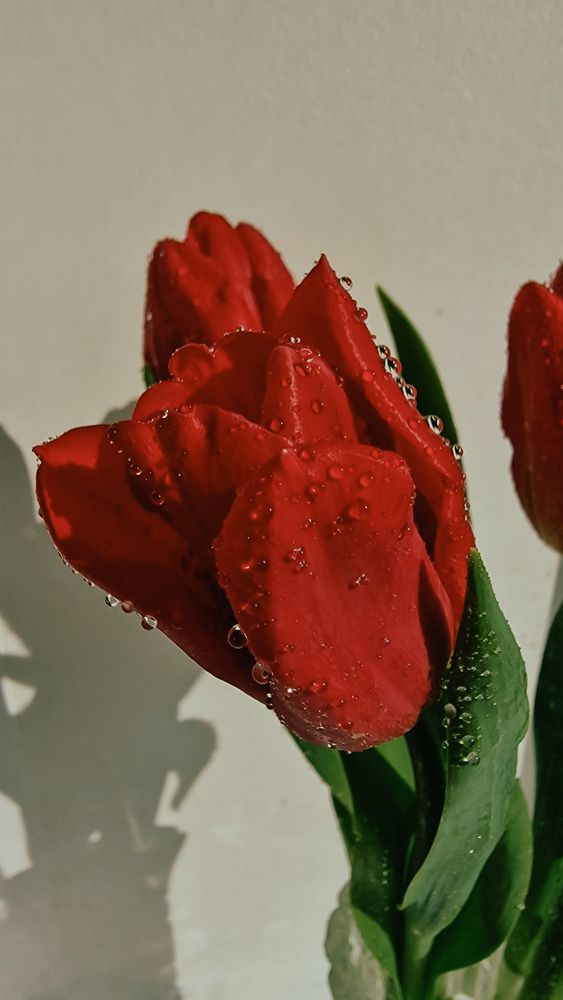 Photograph by Галина Новикова