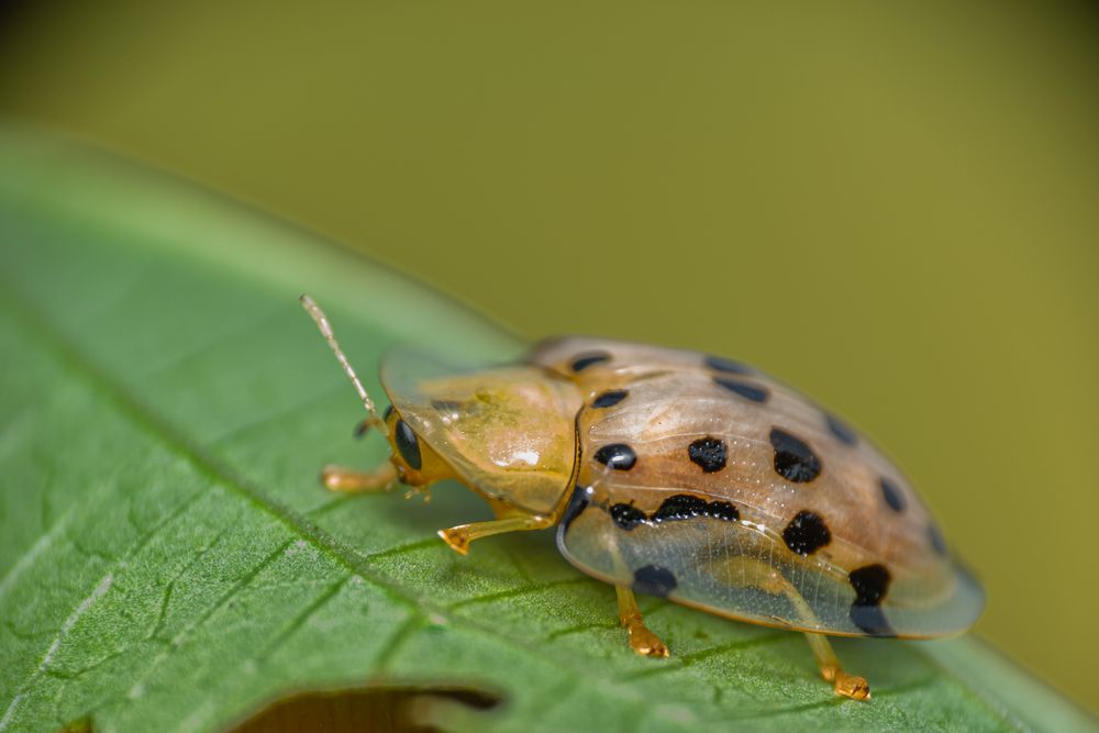 Photograph by SUHAS MANDAL