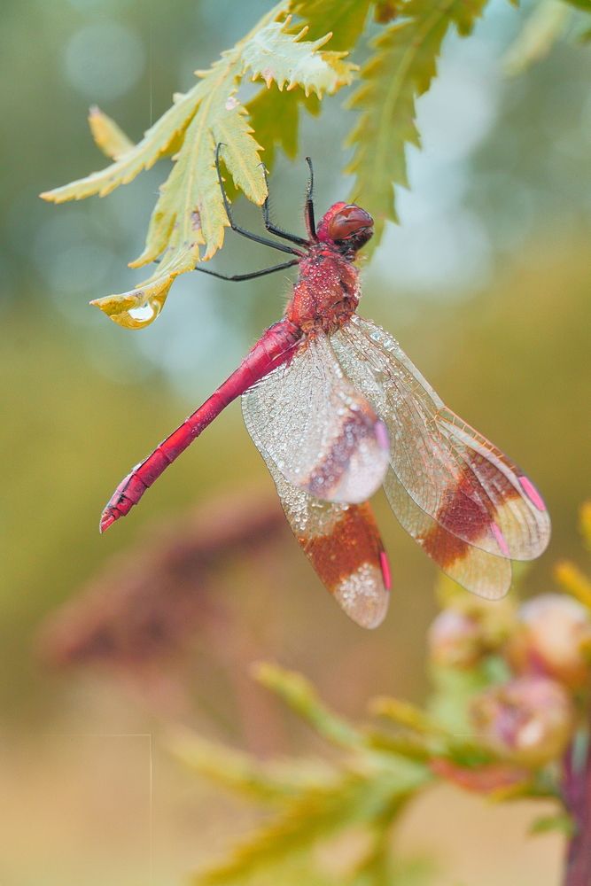 Photograph by Елена