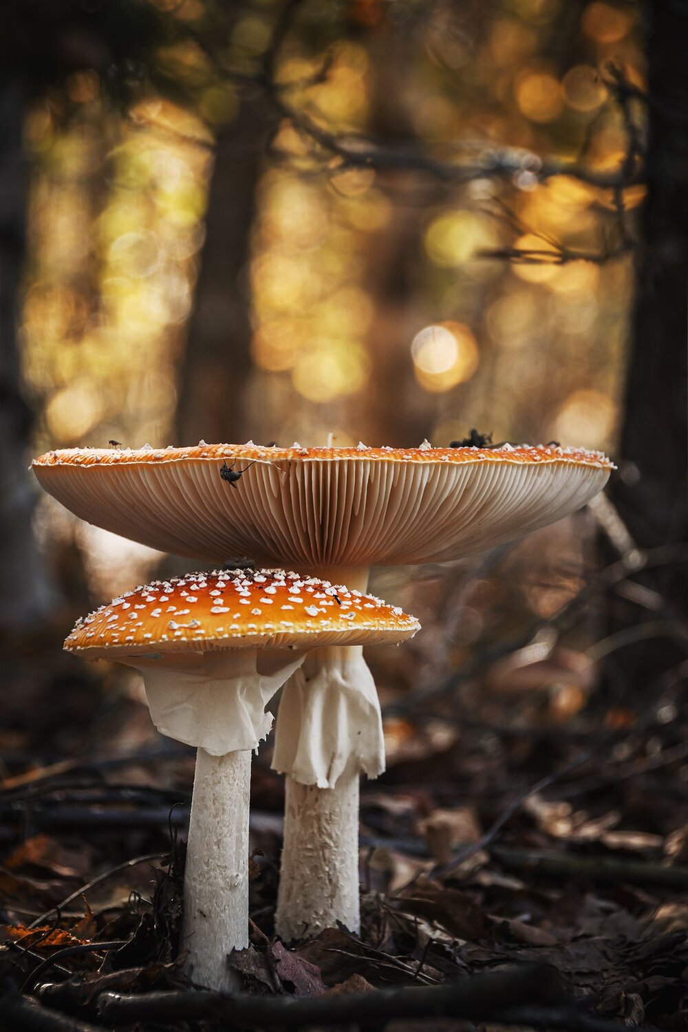 Photo #12765767