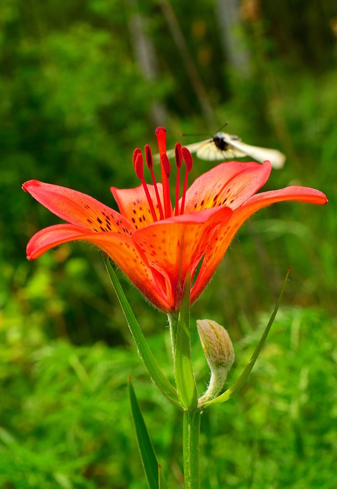 Даурская лилия