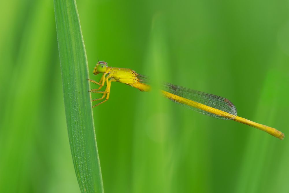 Photograph by SUHAS MANDAL