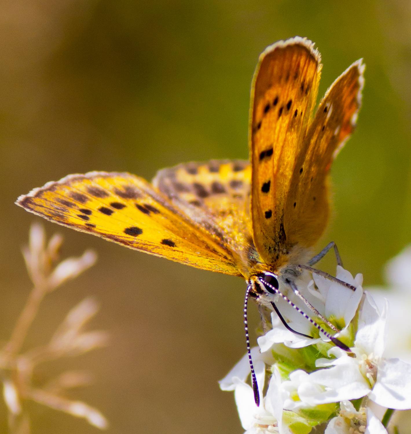 Фотография #12765828