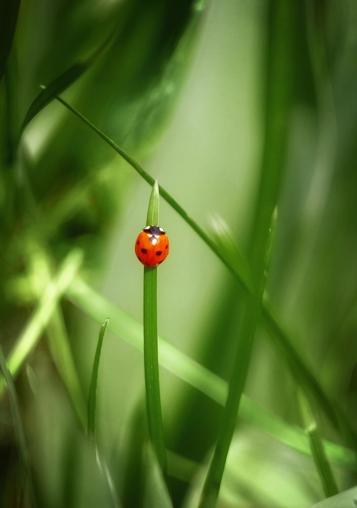 Photograph by Юлия Лушникова