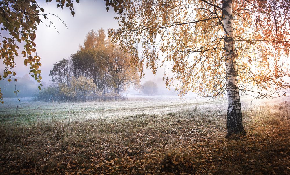 Морозное утро...