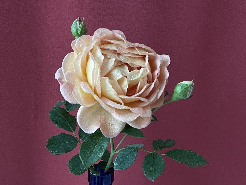 Фотография автора Рамзия Хисамутдинова