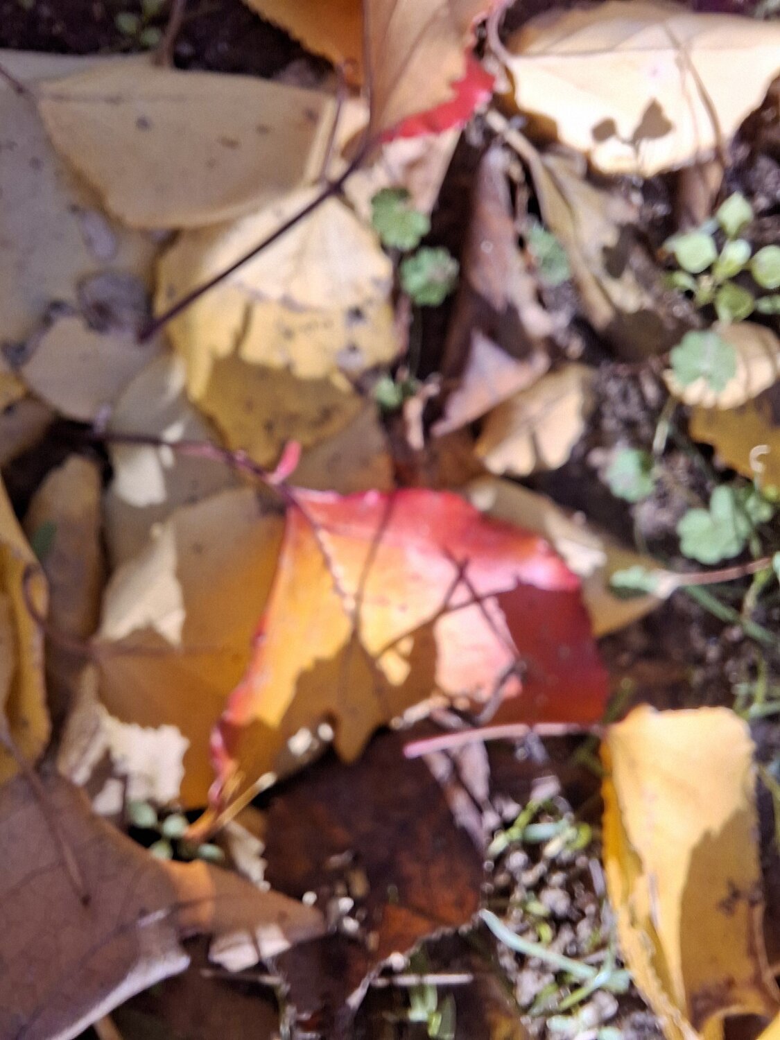 Photo #12766084