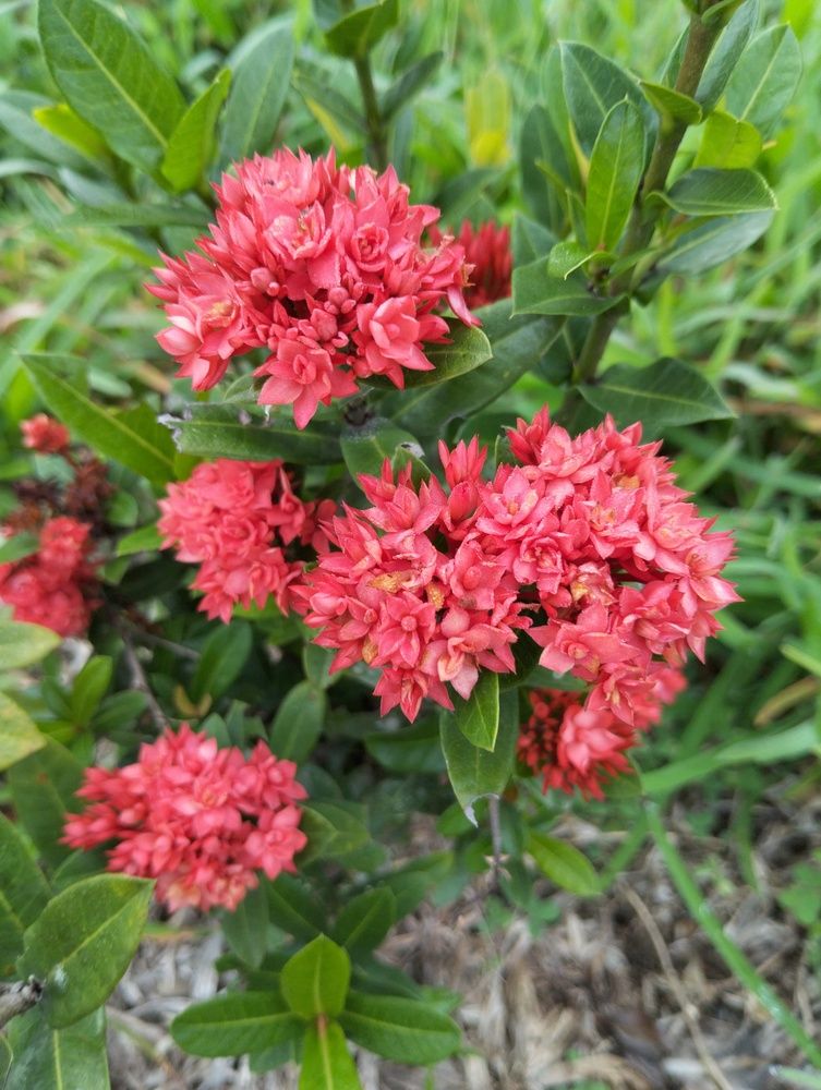 Photograph by Adal -