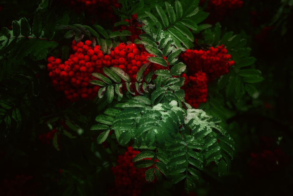 Photograph by Юлия Лушникова