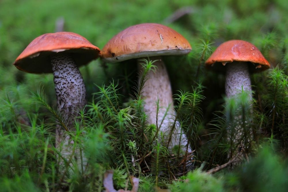 Три богатыря