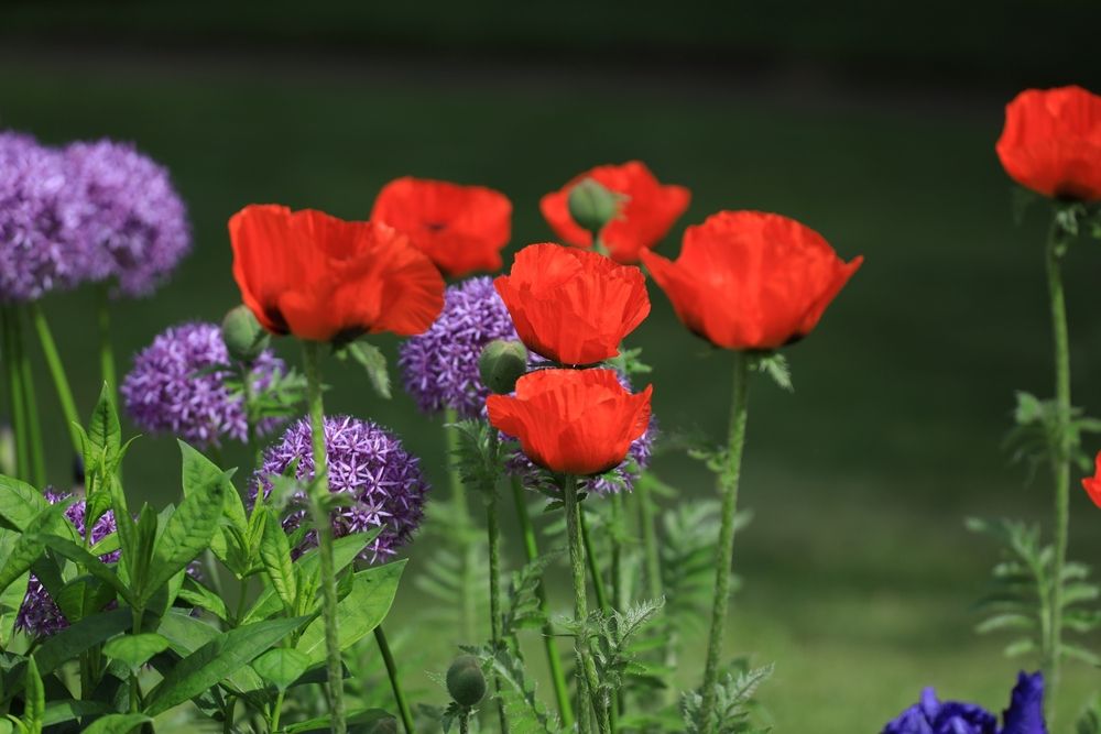 Красные маки