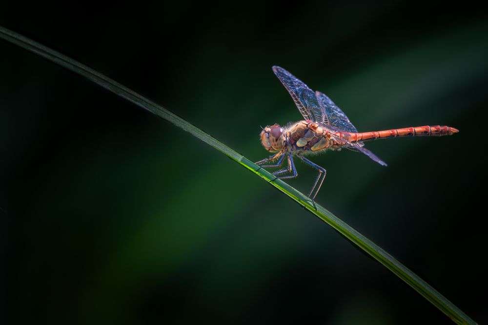 Dragonfly