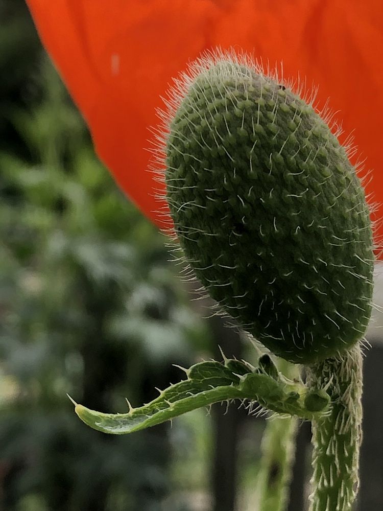 Photograph by Светлана Дмитриева