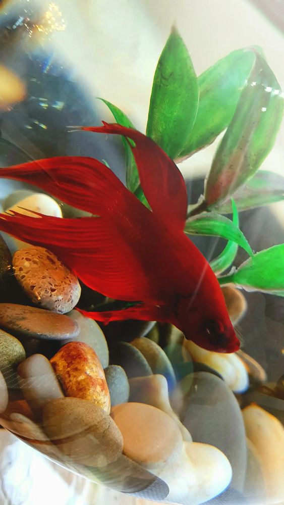 Photograph by Оксана Бессчетнова