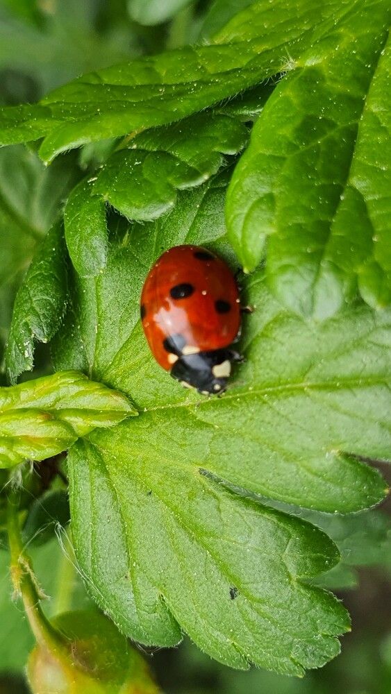 Photograph by Оксана Бессчетнова