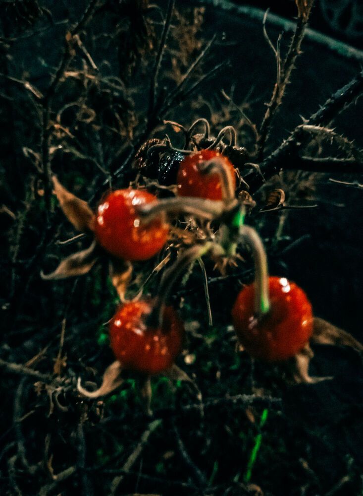 Photograph by Елена Ерасова