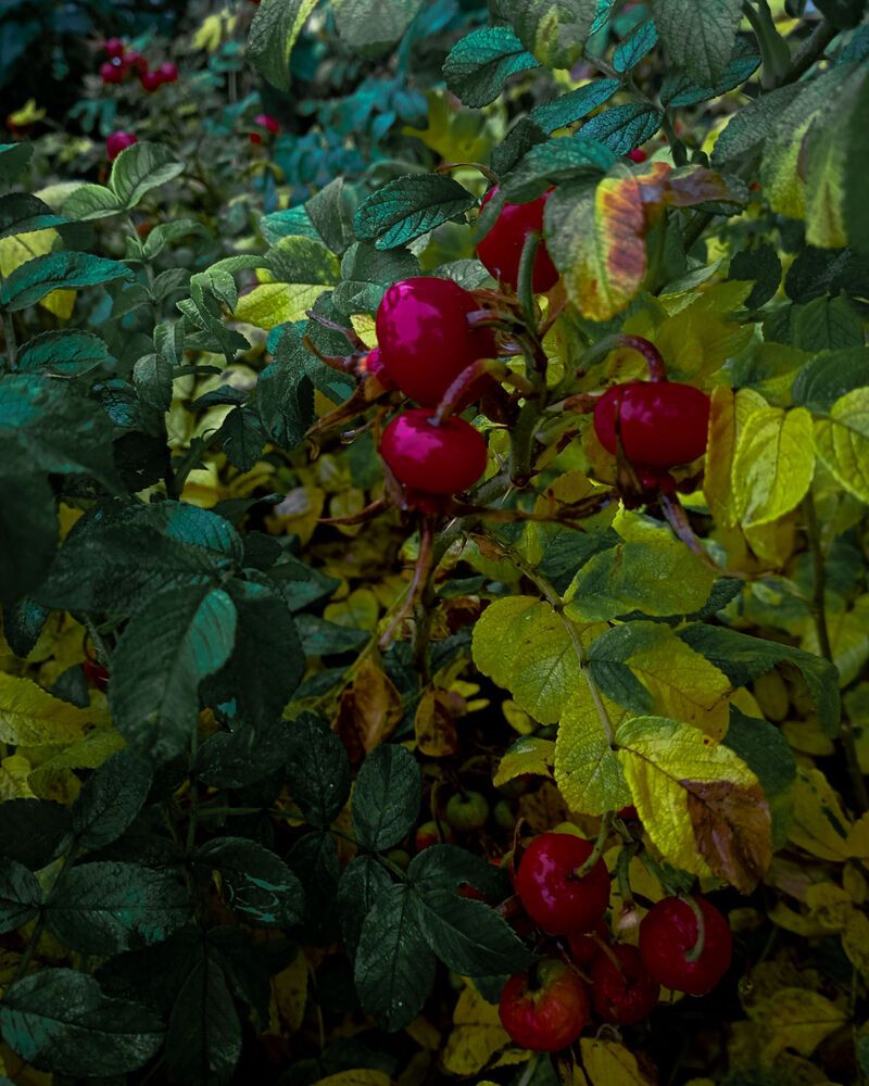 Photograph by Елена Ерасова