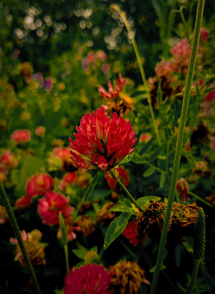 Photograph by Елена Ерасова