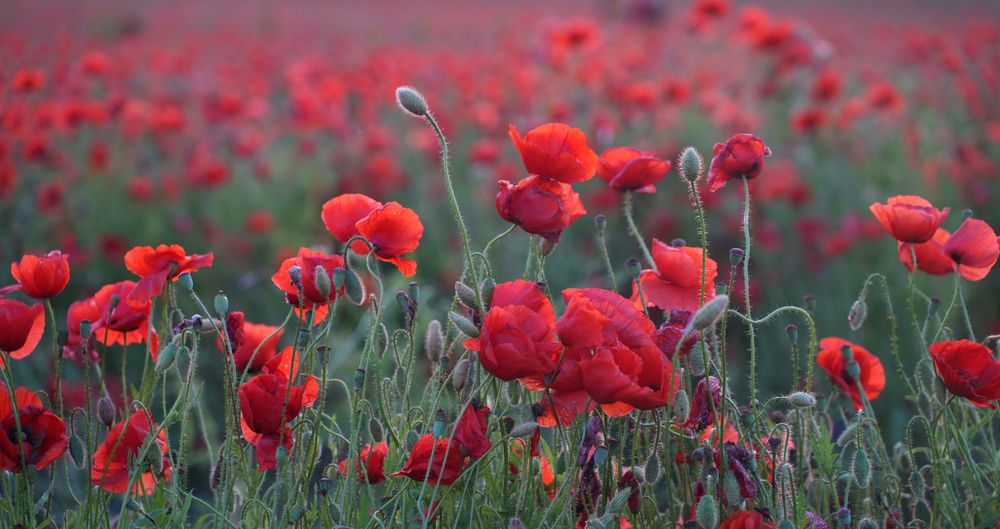 Фотография автора Наталья Белова