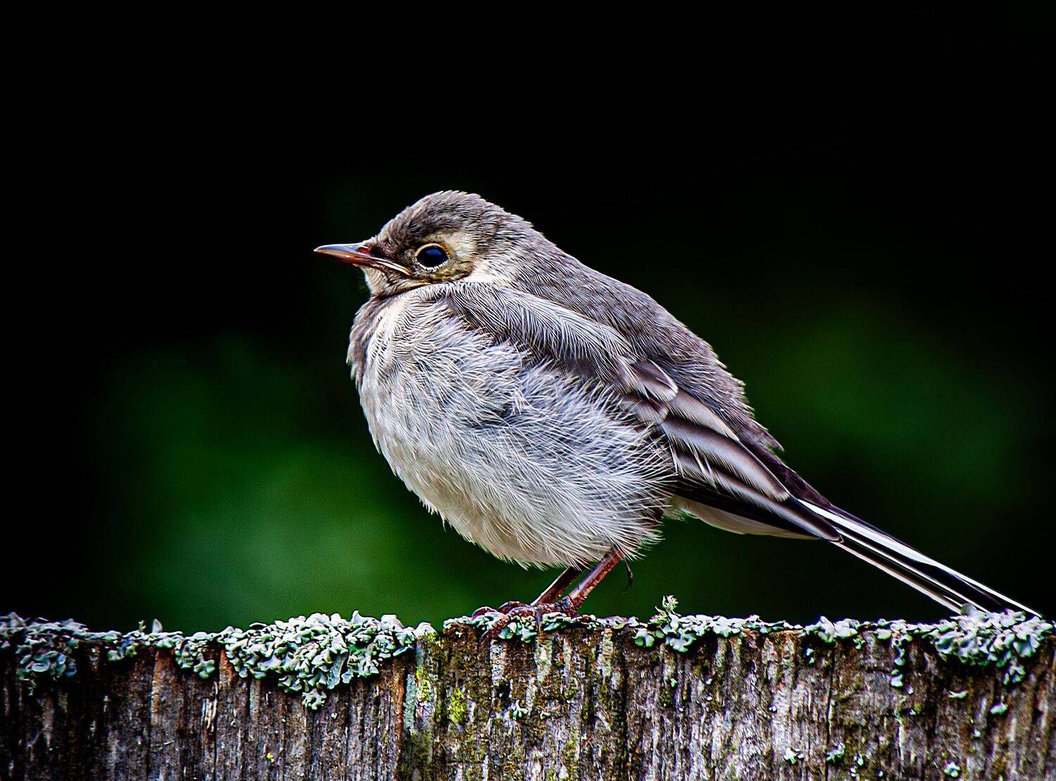 Фотография #12766584