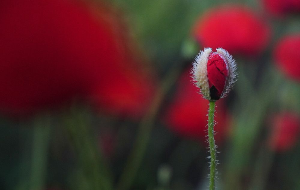 Фотография автора Наталья Белова