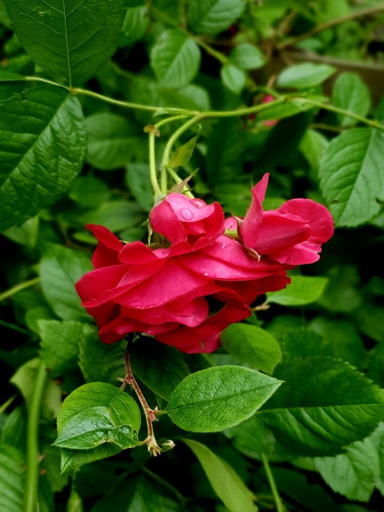 Фотография автора Inna Evseeva