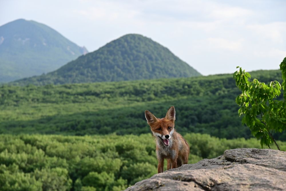 Photograph by Сергей Кривоносов