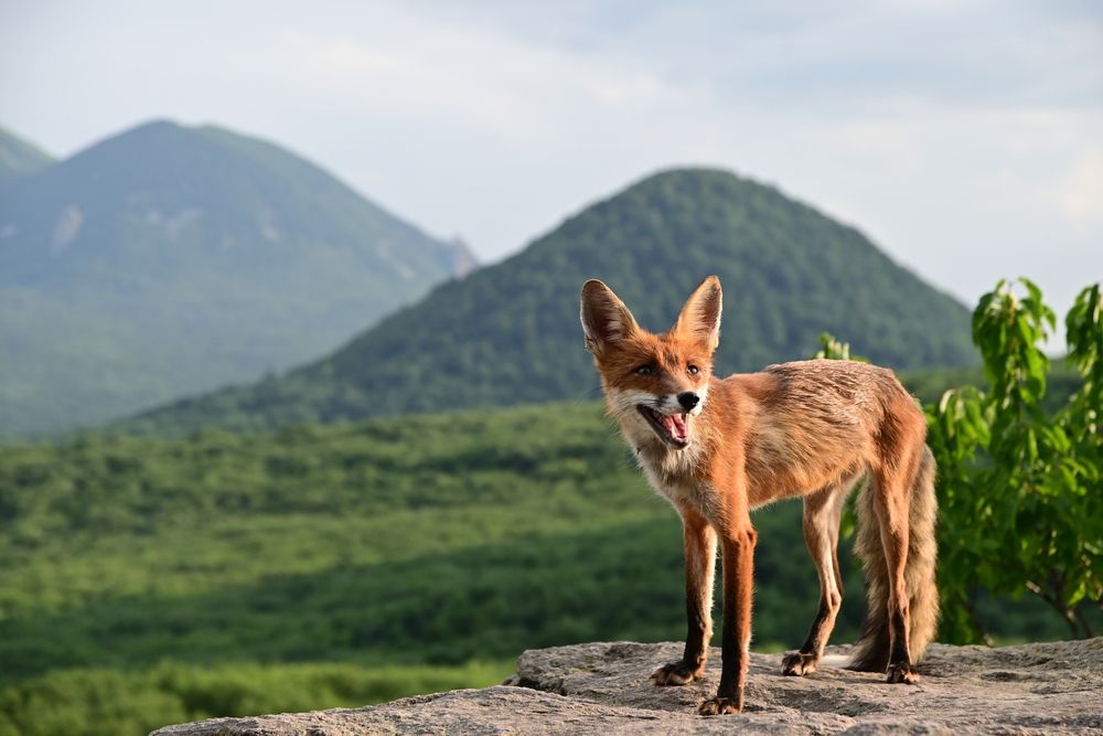 Photograph by Сергей Кривоносов