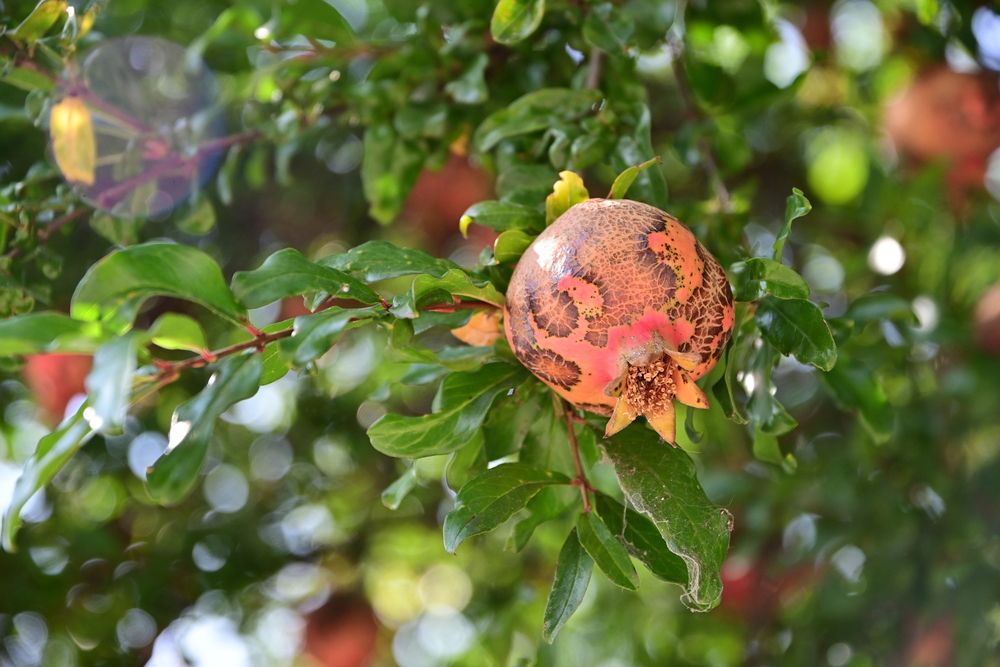 Photograph by Сергей Кривоносов