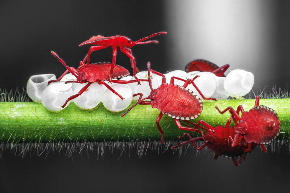 Photograph by NeCoTi ChonTin