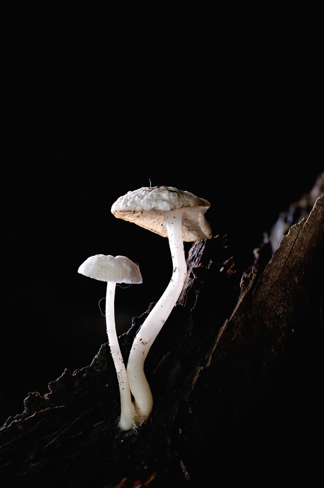 Photograph by KhiemBeo