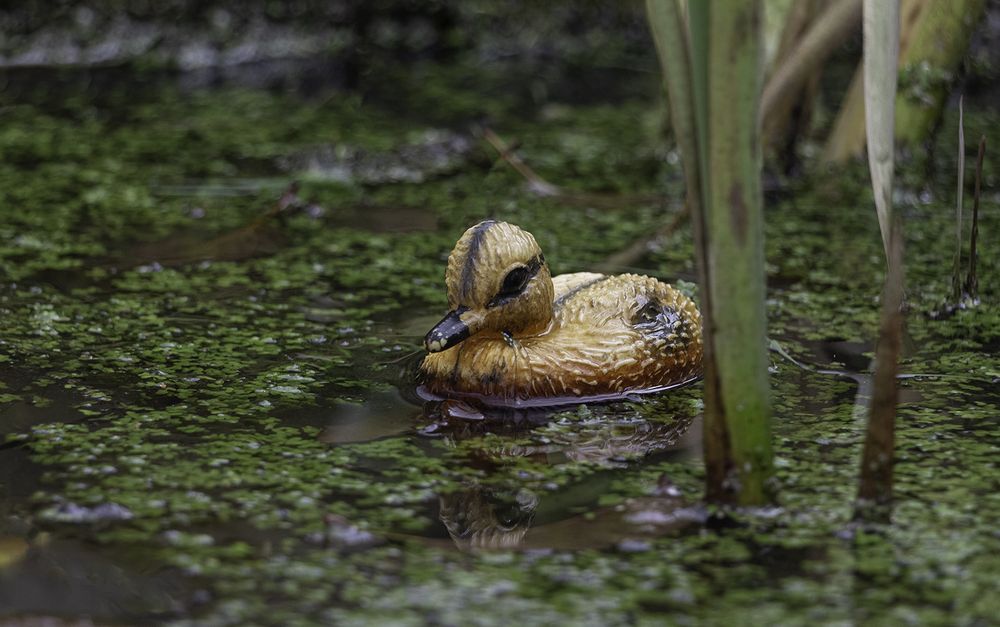 Photograph by Марианна Бессонова