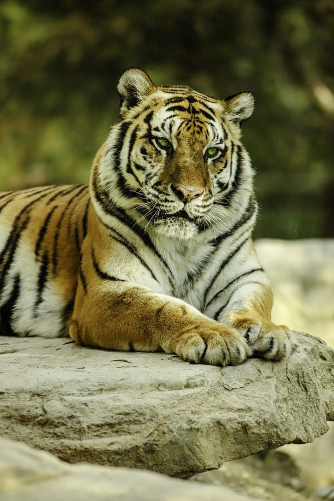 Фотография автора Михаил Лупина